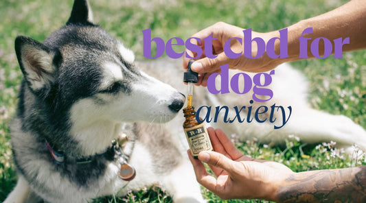 Calming Canine: The Best CBD For Dog Anxiety Relief - Tree Spirit Wellness 
