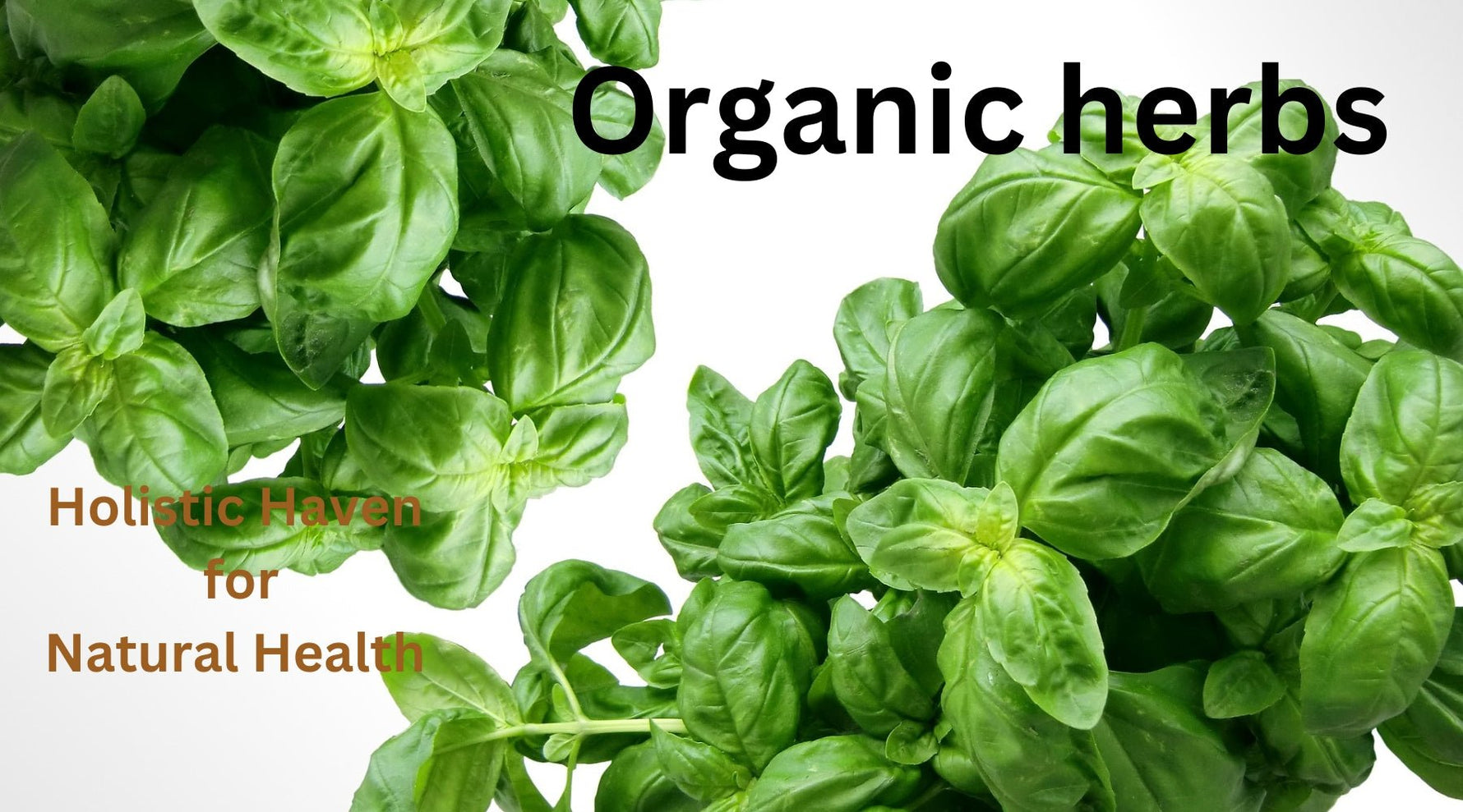Discover the Power of Organic Herbs: 7 Healing Plants You Need in Your Natural Remedy Kit - Tree Spirit Wellness 