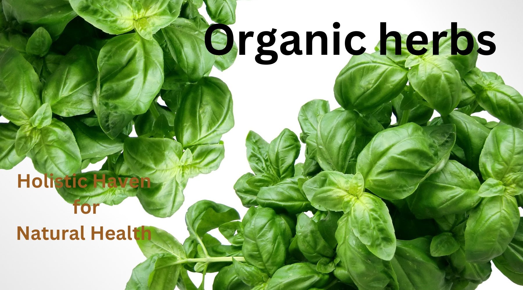 Discover the Power of Organic Herbs: 7 Healing Plants You Need in Your Natural Remedy Kit - Tree Spirit Wellness 