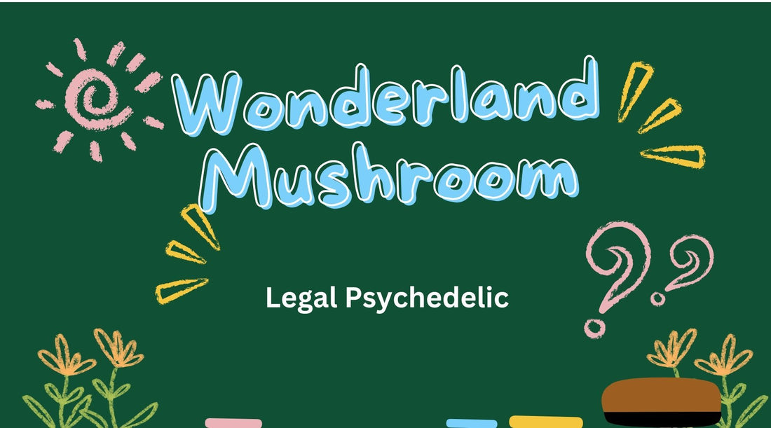 Fungi for the Future: How Medicinal Mushrooms Can Benefit Your Wholesale Business - Tree Spirit Wellness 