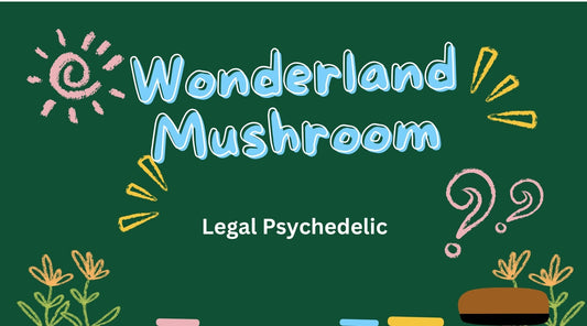 Fungi for the Future: How Medicinal Mushrooms Can Benefit Your Wholesale Business - Tree Spirit Wellness 