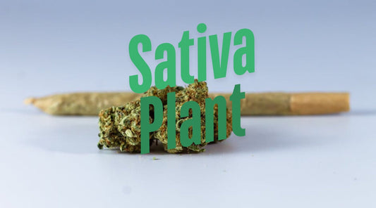 Sativa plant: Lifting Your Spirits - Tree Spirit Wellness 