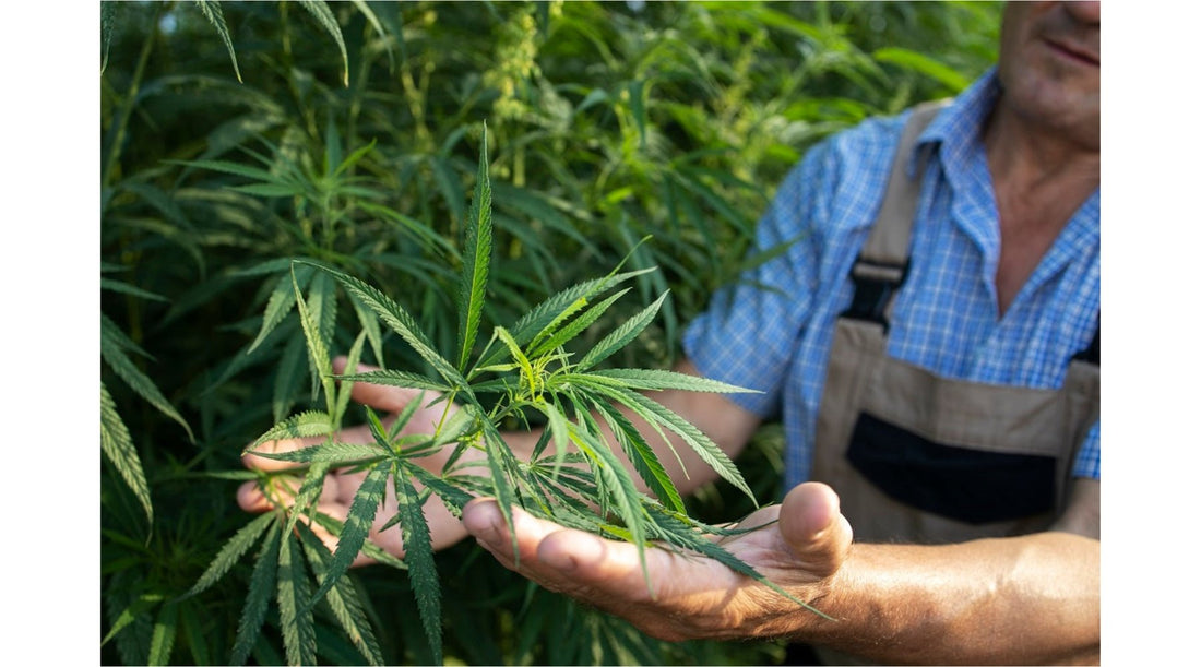 Unveiling the Potential of THC-A with Jolly Green Oil - Tree Spirit Wellness 