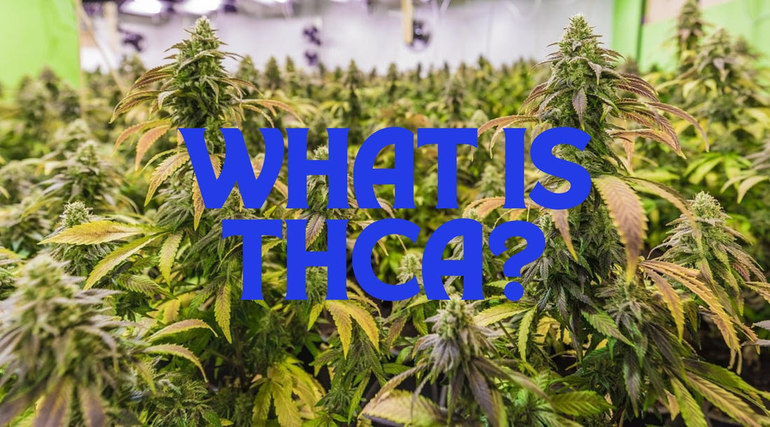 What Is THCA? - Tree Spirit Wellness 