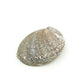 Prabhuji Burner - Abalone shell - Large 5"-6.5"