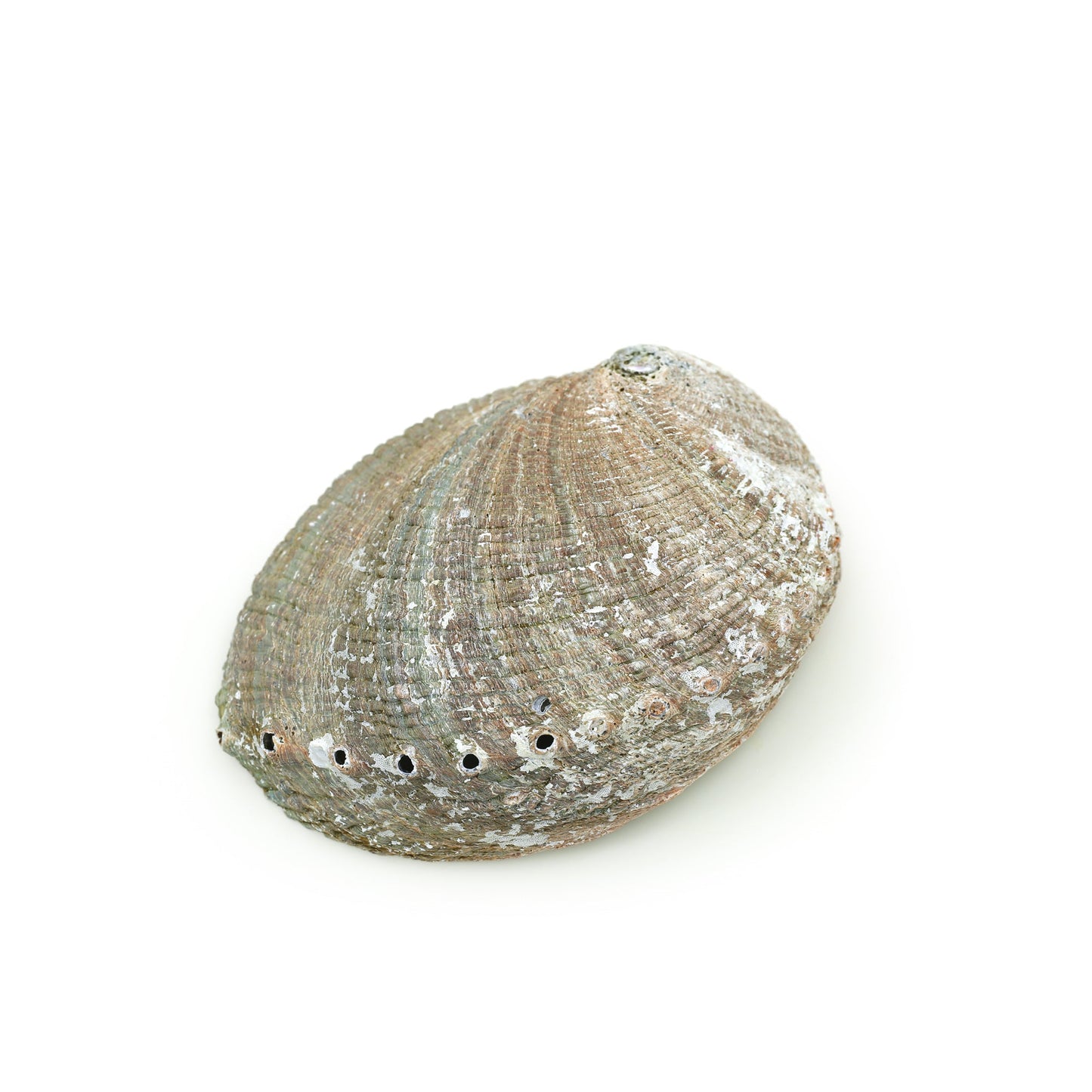 Prabhuji Burner - Abalone shell - Large 5"-6.5"