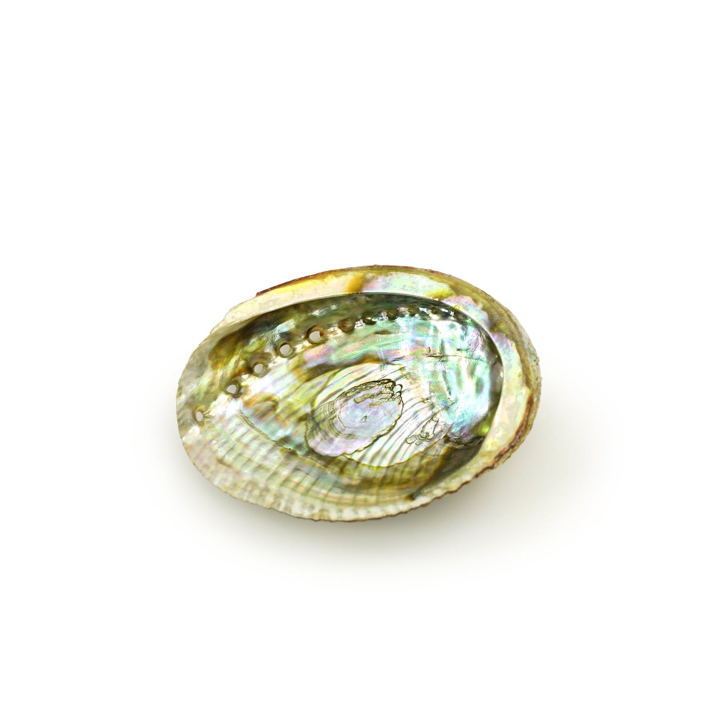 Prabhuji Burner - Abalone Shell - Medium 3.75"-5"