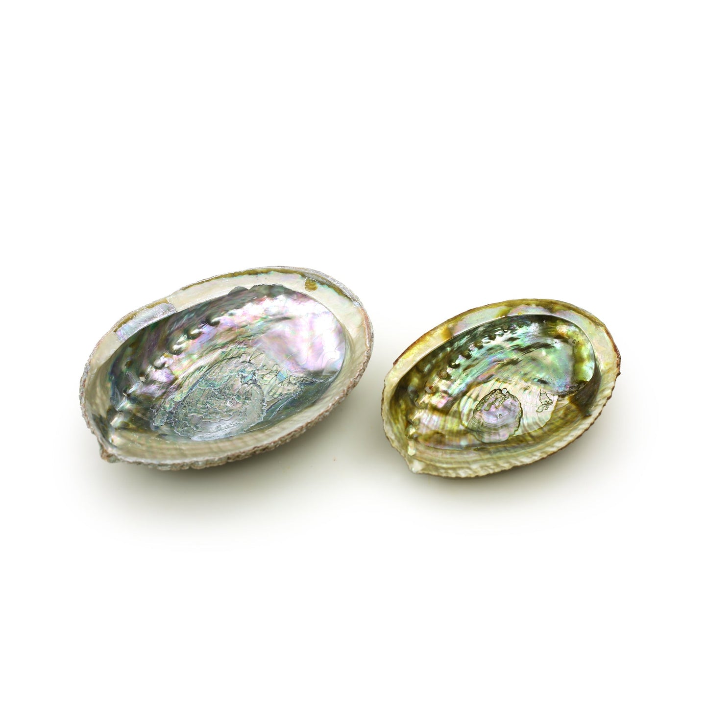 Prabhuji Burner - Abalone Shell - Medium 3.75"-5"