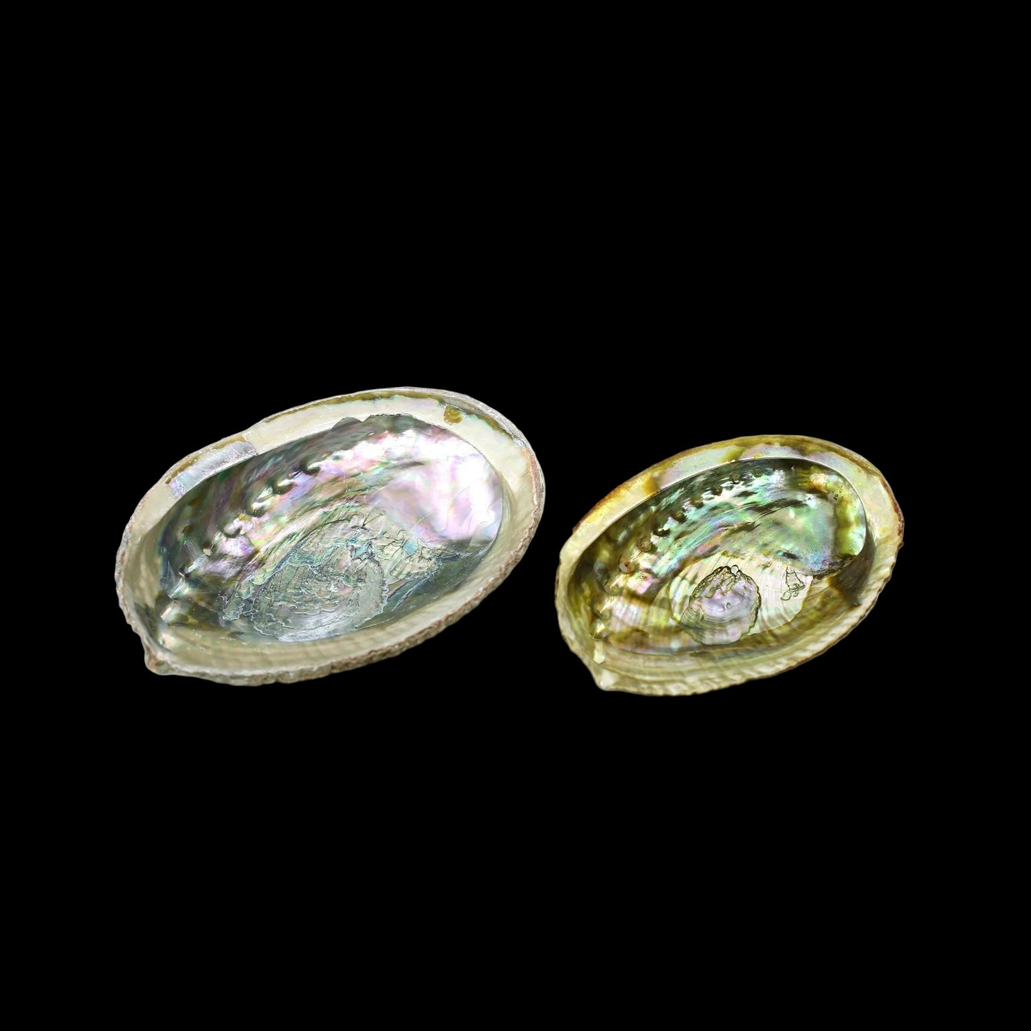 Prabhuji Burner - Abalone shell - Large 5"-6.5"  - Mystic Journey Path