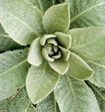 Mullein Organic Smokable - Mystic Journey Path
