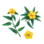 Damiana Leaf - Smokable Herbs - Mystic Journey Path