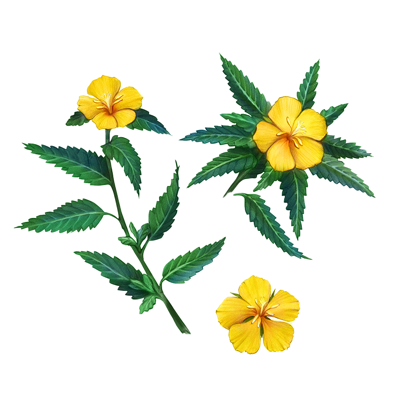 Damiana Leaf - Smokable Herbs - Mystic Journey Path