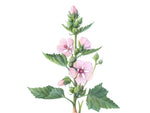 Organic Marshmallow - Smokable Herbs - Mystic Journey Path