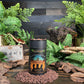 Three Kings - Tree Spirit Wellness